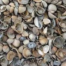 Bigbag schelpen 8-16 mm